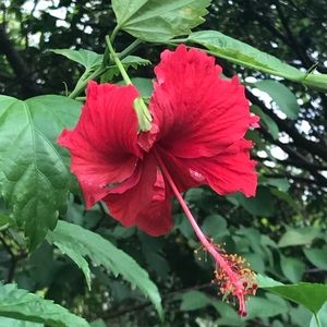 Meet your Posher, Hongli